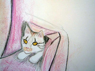 cat under blanket